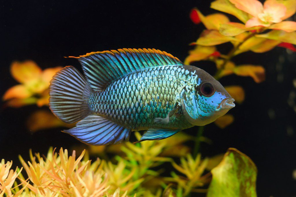 Electric Blue Acara